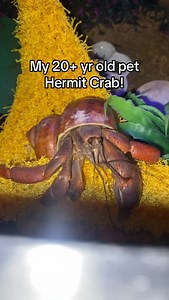 20 Year Hermit Crab: Cute Pet Story and Funny Fall