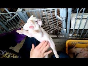 Pig's tusks and tail cut off