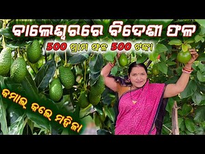 ସଫଳ ହେଲା ଆଭୋକାଡ଼ ଚାଷ || Successful Avocado farming in Odisha
