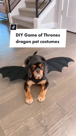 DIY Dragon Costumes for Pets Inspired by Daenerys Targaryen