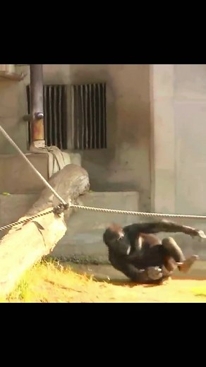 Young gorilla Falls #funnyanimals #gorilla #funnyvideos