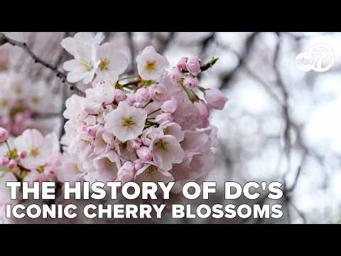 The history behind DC's vibrant cherry blossoms