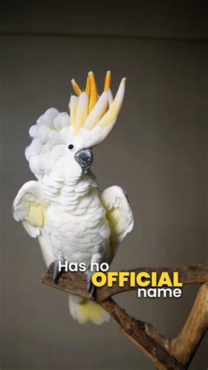 Never-Before-Seen Cockatoo Hybrid | Can You Name It?