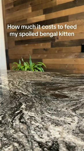 Kitten chaos: The mess that comes with every new discovery, from a simple string to a random paper clip.,,,,,#bengalcat#fyp#cat#catpov#litterbox#petpivot#AutoScooper#petpivotfamily#petpivotbengalcat