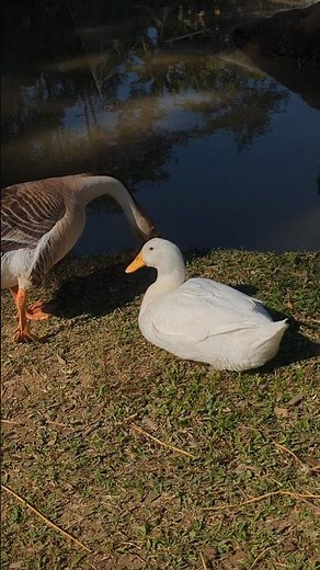 Hilarious Ducks Quacking Nonstop! 🦆 | Funny Animal Sounds