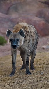 7.7K views · 332 reactions | Sound up, you'll want to hear this! ...