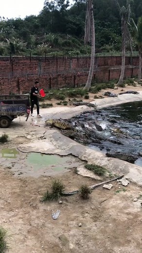 Can You Have a Crocodile as a Pet? Exploring the Possibility