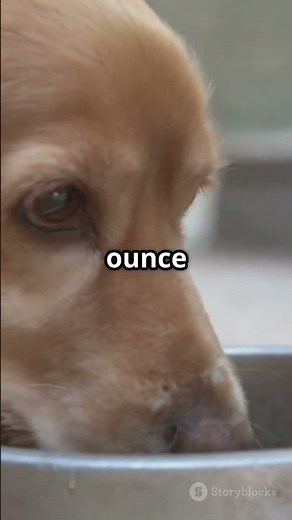 Is Your Dog Drinking Enough Water?