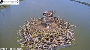 Today is day 26 since the first of our 4 Osprey eggs were laid on the Manton Bay nest 🥚 - 2nd April 🥚🥚 - 5th April 🥚🥚🥚 - 8th April 🥚🥚🥚🥚 - 11th April That means it should now be less than 2 weeks until we see the first one hatch. It’s around 35-42 between laying and hatching, so the earliest we would be expecting the first is the 7th May. Both Maya and 33(11) are continuing to incubate the eggs (and also enjoying the glorious weather). With the good weather set to continue for a while, 