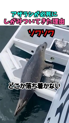 The Reason the Seal Clung to the Boat for Dear Life
