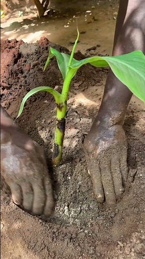 Planting a plantain tree seedling in our tropical garden