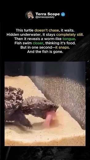 How Snapping Turtle Hunts Like a Monster