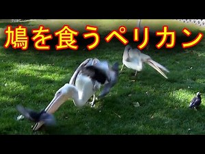 ハトの踊り食いするペリカン【ペリカンvs鳩】