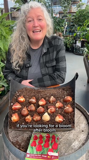 38K views · 594 reactions | Want tulips that bloom and bloom again? ...