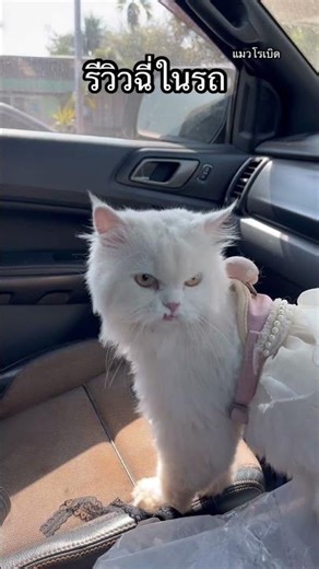 รีวิวแมวฉี่ในรถ #cat #คนรักแมว #catbert #ทาสแมว #cute #funny #แมวโรเบิด #คนเลี้ยงแมว #pets