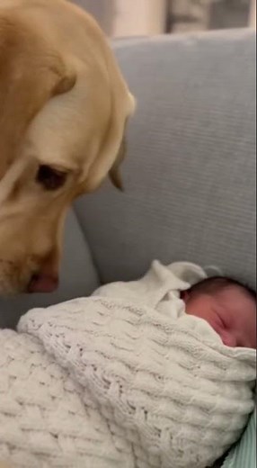 Dog Meets Baby For The First Time!