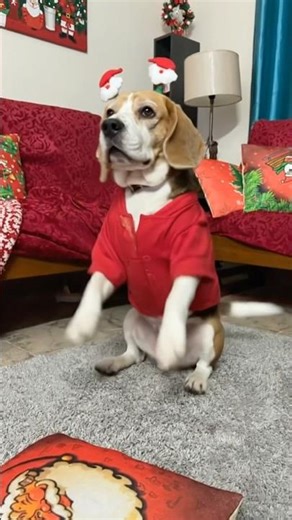Beagle dog dancing for Husky song