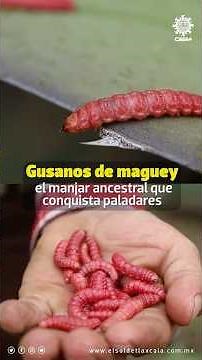 🐛 Los gusanos de maguey son un manjar ancestral de la #cocina tradicional mexicana