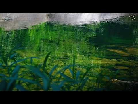 Sanftes Wasserplätschern im Wald 🌿 Naturgeräusche zum Einschlafen | 2 Stunden