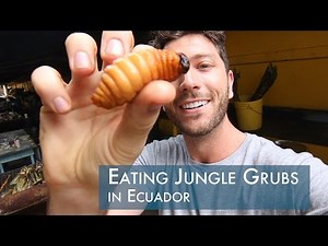 Eating Giant Beetle Grubs in Ecuador