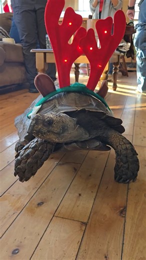 What's that? Is it Santa? Is it a reindeer? No! They are Turtle Rescue League's Sprockets, Boots and Tonks! What a better way to spend the day, then to watch our wonderful tortoise parade?! 🐢🎄 #turtlerescueleague #tortoiseparade | Turtle Rescue League