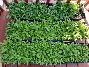 How to Grow Culantro - Aida's Kitchen