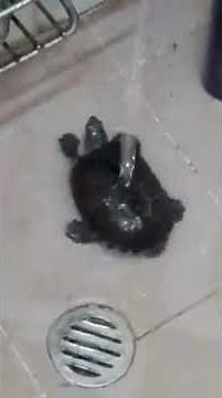 Cute Turtle LOVES Shower
