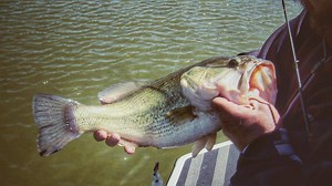 281K views · 360 shares | Bass and turtles? Uncle Terry shares the important connection that'll help put fish in your boat the spring. | Wired2Fish | Facebook