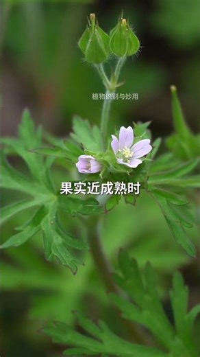 Discover the Secret of Wild Geranium: A Hidden Treasure in Nature
