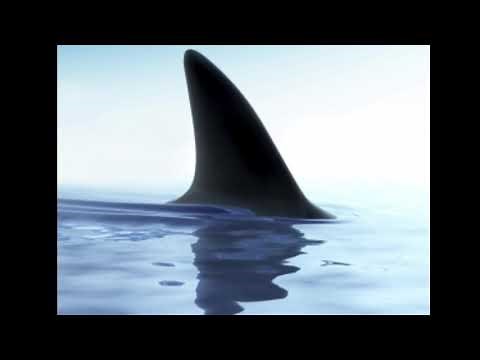 Jimmy Buffett- Fins- (lyrics)