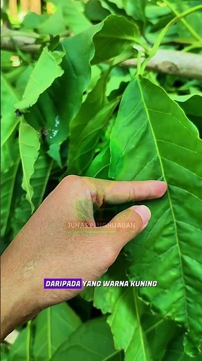 The secret of the tabebuya tree that flowers quickly and in large sizes #bigtree #tabebuya #flowe...