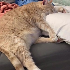 139K views · 371 shares | We try to inform Bronson the best we can when it comes to diet and exercise, but neither of us have built up the courage to critique his lounging skills. Which are very close to perfect. Dimes by Philip E. Morrisq | Bronson the Cat | Facebook