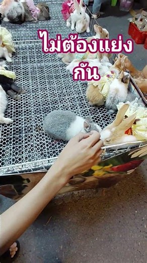 Feeding rabbits #sharing #happiness