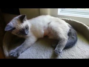 Introducing Turtle, the blue point Siamese kitten
