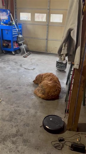 Funny Dog Knows When Owner Has Been Drinking