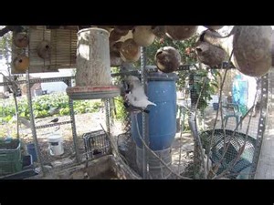 Ritual de apareamiento del gorrión de java o Padda. Bonita danza de cortejo