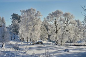 Subzero Temperatures Raise Risk of Exploding Trees in Michigan - NewsBreak