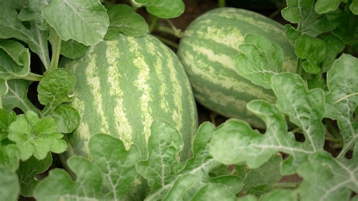 27K views · 339 reactions | In honor of National Watermelon Month we head to Hertford County and Murfreesboro Farms to talk about one of summer's best hot weather treats! #NCFarmBureau #WatermelonWednesday N.C. Department of Agriculture and Consumer Services NC Watermelon Association | N.C. Farm Bureau | Facebook
