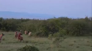 862 reactions · 3 comments | 2 Days Safari from Arusha – Tarangire &...