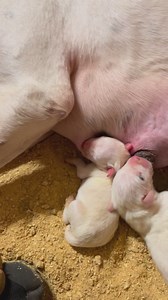 11K views · 374 reactions | January 31 update: Engreida’s pups are here. Congratulations to all who have one reserved. Circle S Kennels representing the total function of the Dogo. Colossians 1:14 Dogobreeders.com | Dogo Breeders - Circle S Kennels | Facebook