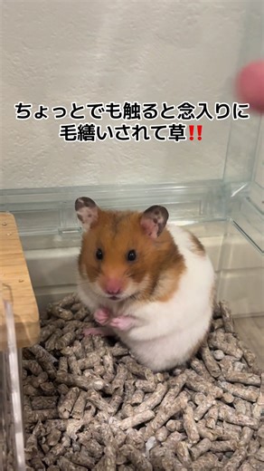 飼い主嫌いな猫の毛づくろいトリック