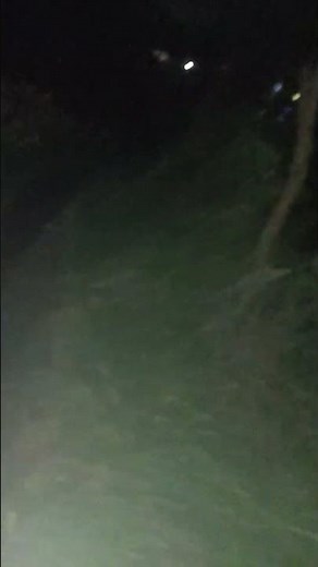 "Unbelievable Amazon Forest Night View 🌙 | Mysterious Jungle Sounds & Real Night Adventure"