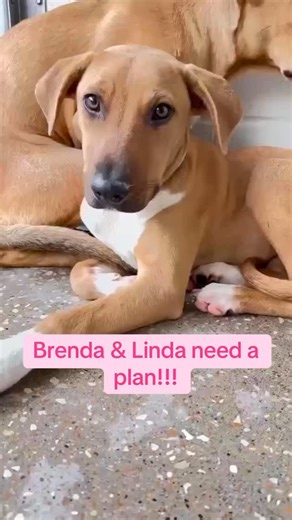 We have received several applications but no one is following through for these girls! We would love to see them both leave the shelter alive!! Out of state adoption is available!! | Hope Rescue Ranch