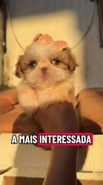 Apresento pra vocês a SKY, Shih Tzu MINI aqui na criação 😱😩🤌🏻 #shihtzu #mini #viral #filhote