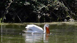 HD video of one White Pelican diving into green water searching for food, algae stuck on the protrusion on its large beak, which is shed by the end of the breeding season.