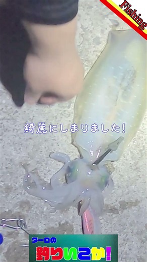 初心者でもできる！イカの締め方