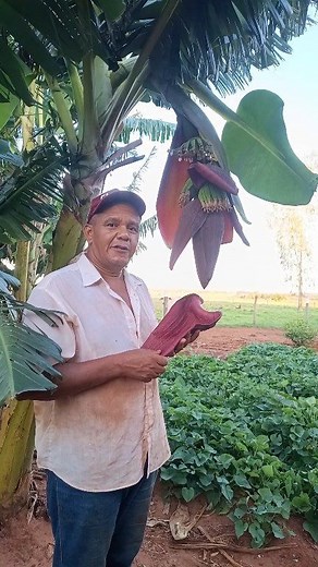 Explicando sobre sementes de banana 🍌! #agricultura #banana #partenocarpia #sementes #agronomia | Coisas da roça