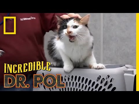 An Angry Cat Gets Vaccinated | The Incredible Dr. Pol