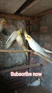 cockatiel parrot breeding tips🦜🤩||#birds #parakeet #parrot #birdslovers #pets #shortsfeed #shorts