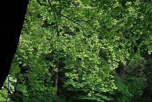 Fagus japonica - Alchetron, The Free Social Encyclopedia